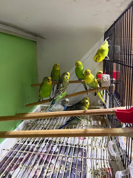 KARAPATİ PET SHOP foto 2