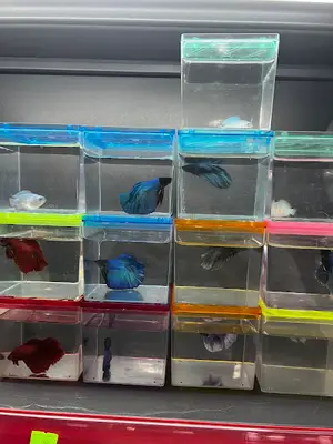 Panda Pet Store(Petshop)