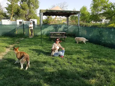 Asil Köpek Oteli Yeşilbayır