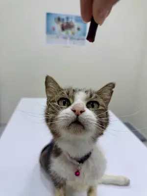 Atira Veteriner Kliniği