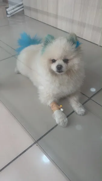 Grandpet Veteriner Kliniği Haramidere 7/24 Acil Veteriner foto 2