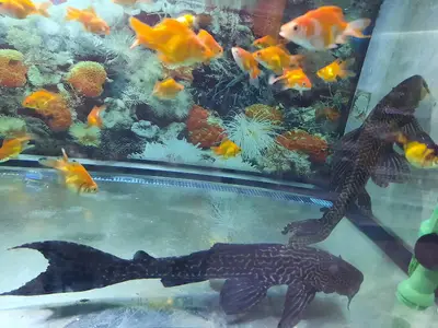 Erkut Petshop Sultanbeyli (OLTA ÜRÜNLERİ)