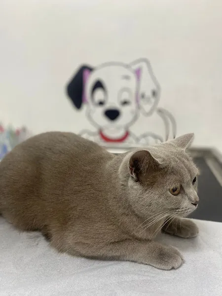 AYVET Veteriner Kliniği foto 2