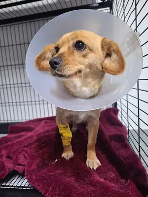 Anadolu Veteriner Kliniği