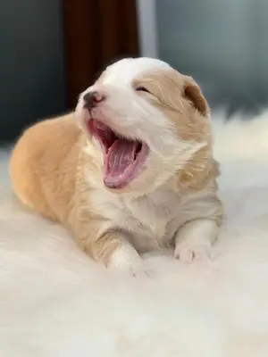 Freedogkennel