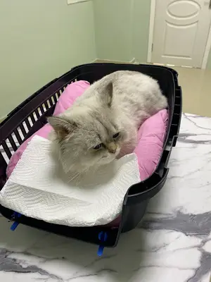 Canvet Veteriner Kliniği