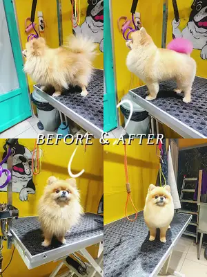DuSi Pet Kuaför & PetShop