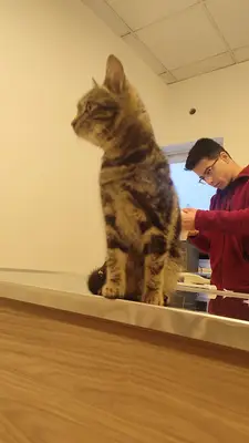 Medicalvet Veteriner Kliniği