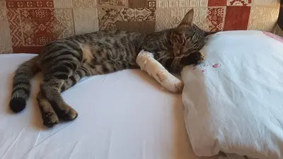OBEN VETERİNER KLİNİĞİ