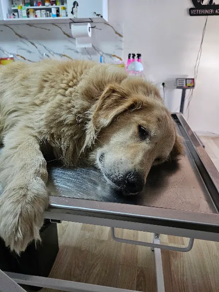 Ata Veteriner Kliniği foto 2