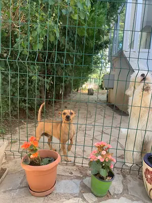 Kuti Pet Otel ve Köpek Eğitim Okulu