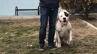 Active Kennel Köpek Eğitim Psikoloji Merkezi-Suit Odalı Pet Otel
