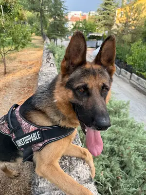 SKY K9 Köpek Eğitim Merkezi Köpek Oteli