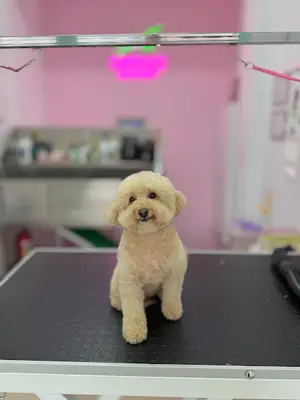Kaymak Pet Kuaför Üsküdar