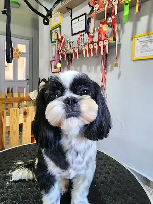 Sihirli Makas Pet Spa & Pet Shop & Pet Kuaför