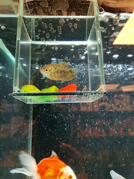 Tuğra Petshop Akvaryum foto 2