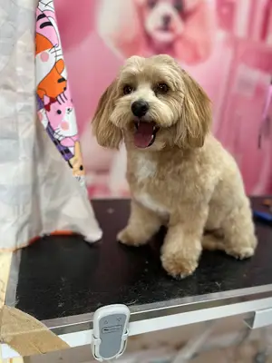Bağlıca Pet Kuaför&Nil Pati Petshop