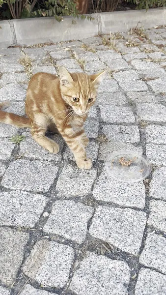 Tomris Veteriner Kliniği Atakent-Halkalı-Küçükçekmece foto 2