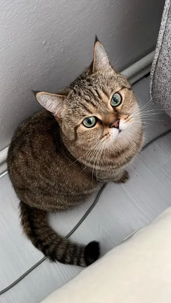 ASFA Veteriner Kuş, Kedi ve Köpek Kliniği foto 2