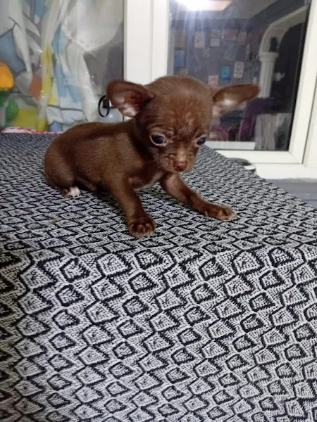 Petshop Yanımda foto 2
