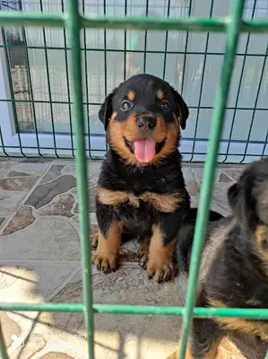 Bursa Köpek Eğitim Okulu VE Bursa Köpek Eğitim Çiftliği