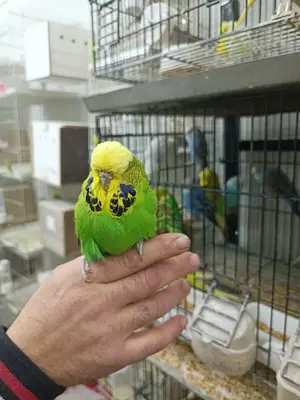 KAPADOKYA PETSHOP
