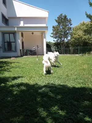 Ankara-Elvis Köpek Eğitim Merkezi-Otel (Küçük Irklara Özel)