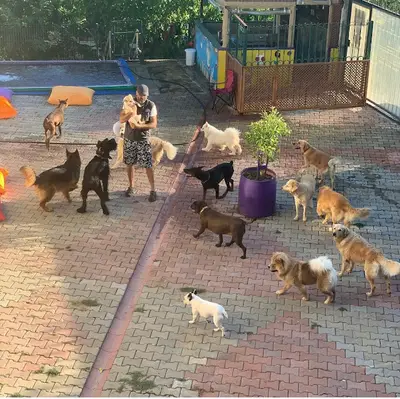 ArBi Dog Village