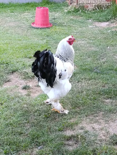 BAC Team Köpek Eğitim Merkezi foto 2