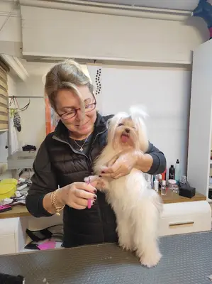 Madam Yorki Pet Kuaför & Pet Kuaför Okulu