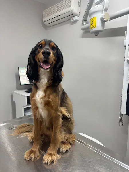 Lena Veteriner Kliniği foto 2