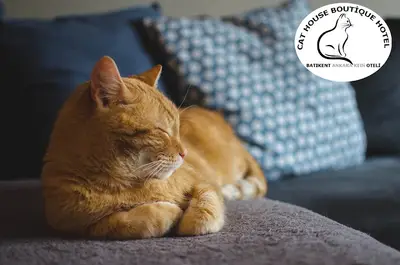 Batıkent Ankara Kedi Oteli