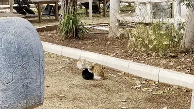 Kilis atlı spor kulübü