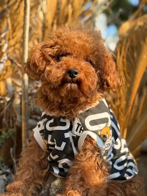 samsunelitetoypoodles
