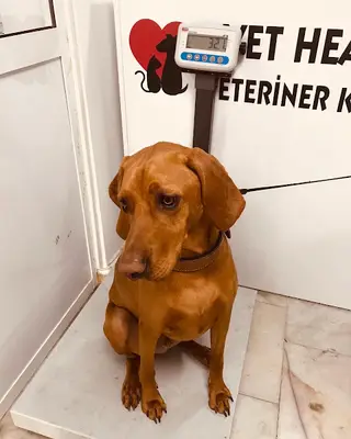 Vet Health Veteriner Kliniği