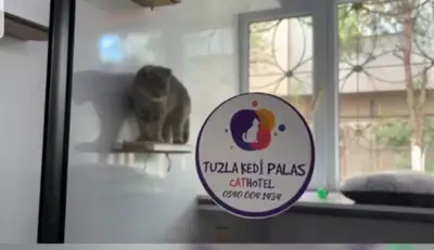 Tuzla Kedi Palas Kedi Oteli