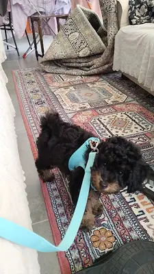 BEKİROĞLU VETERİNER KLİNİĞİ