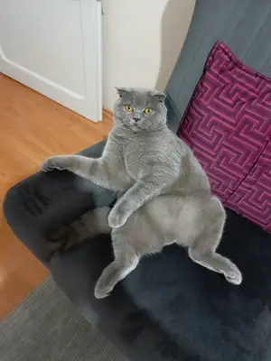 Sesvet Veteriner Kliniği