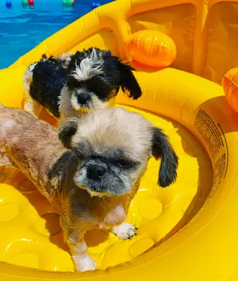 BestFriends Kedi ve Köpek Pansiyonu