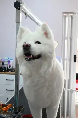 Peti Paws | Pet Kuaför