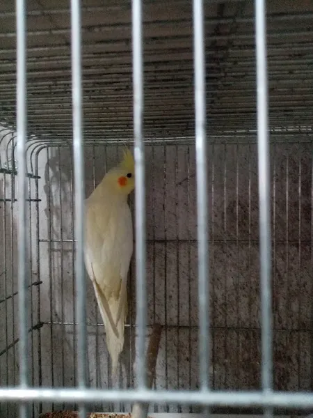 Yücel Petshop foto 2