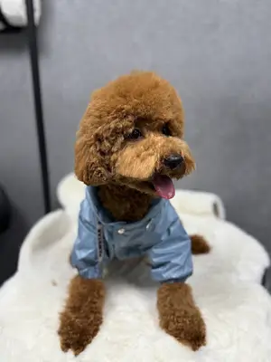 Pet's Club