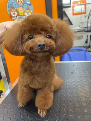 Pet Kuaför | Pet Shop | Çalışma Atölyesi | Mary Sweet Grooming & Spa