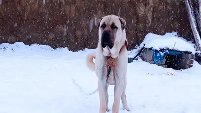 Aksaray Malaklı Köpekleri Üretim Çiftliği Dede Düzgün
