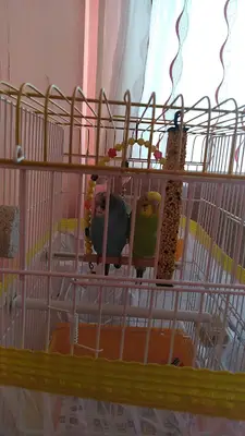 Araba Yatağı Kuş Ve Yem Evi