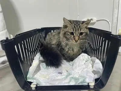 Petlantis Veteriner Kliniği