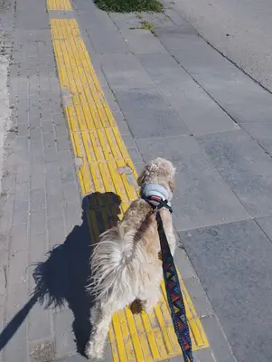 PatiRota | Köpek Yürüyüş Hizmeti