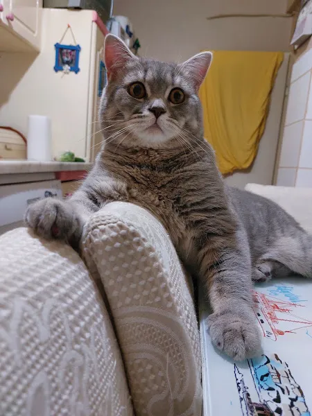 Yeni Yaşam Veteriner Kliniği foto 2