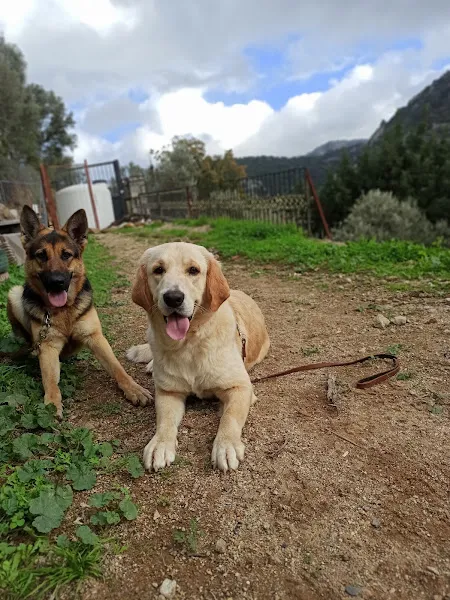 Bodrum Paw School foto 2