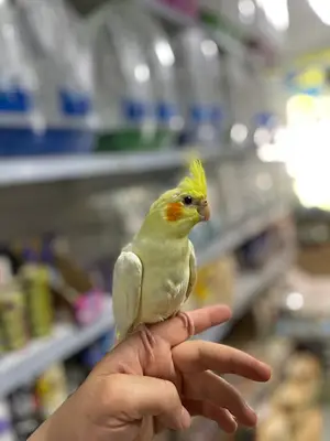 Cebeci Petshop Evcil Hayvan